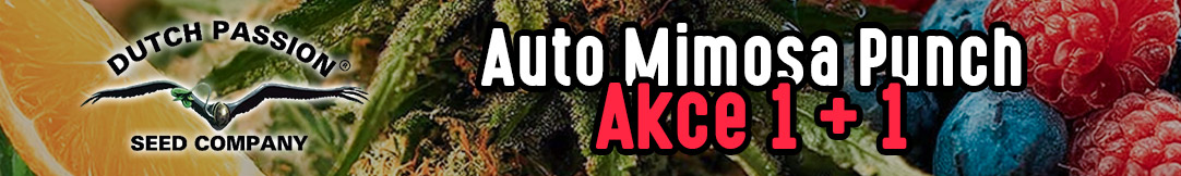 25-08-auto-mimosa-punch-dlouhy